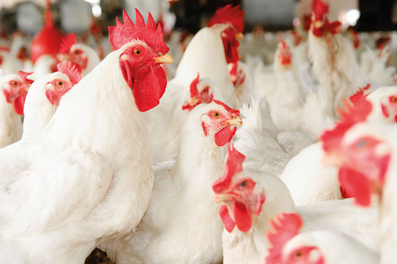 Fowls