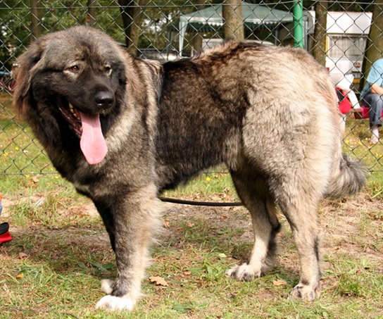 Dogs