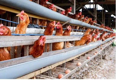 Layers & Broilers