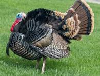 Turkey